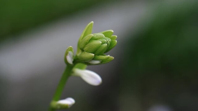 Closeup of delicate flower bud. Soft focus captures intricate details of budding plant with light. Slowly unveiling natural beauty through detailed closeup photography in gentle morning light