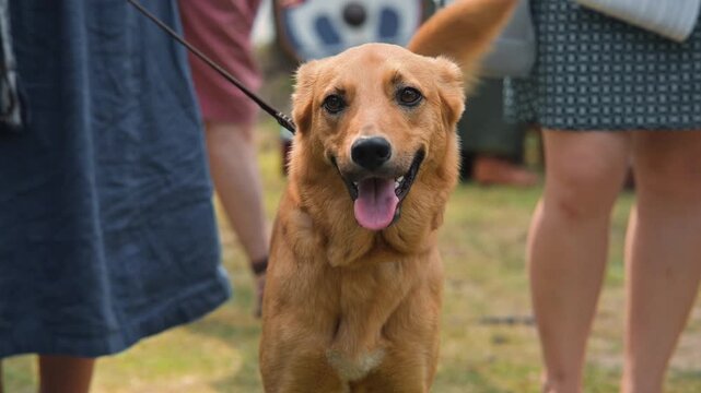 Dog interacts with people dressed in early medieval attire at a reenactment event. The setting is an outdoor space filled with other participants and historical elements