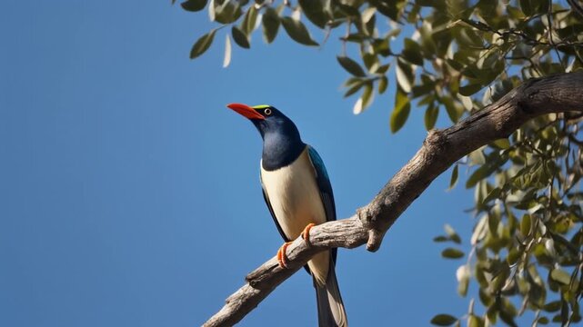 Beautiful tangara cayana bird perched on a tree branch in sunlight