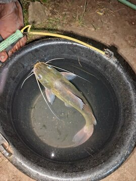 Fresh catfish in a black plastic basin after being caught, showcasing its smooth skin, long whiskers, and natural freshwater habitat. A close-up image highlighting a freshly caught fish, 
