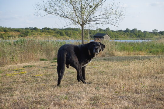 Beeby's Lake West, The Hamptons, Peterborough &ndash; July 2026: Black Labrador Dalmatian Cross Dog Standing in Summer Wetland Meadow