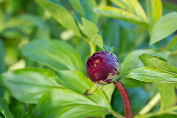 Botanical close-up of a deep burgundy peony bud surrounded by fresh green foliage. Paeonia 'Red Grace' peony flower bud beginning to open in spring.  © Kaja