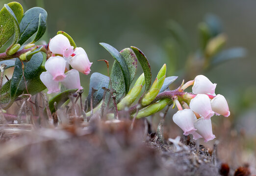 Bearberry flowering