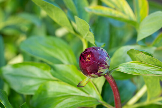 Botanical close-up of a deep burgundy peony bud surrounded by fresh green foliage. Paeonia 'Red Grace' peony flower bud beginning to open in spring. 