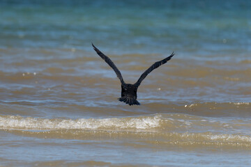 Fototapeta premium Langrune-Sur-Mer, France - 08 07 2026: View a black cormorant standing by the sea