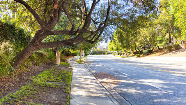 A peaceful sunny suburban street featuring a concrete sidewalk curving beneath large leaning trees with lush green leaves and shadows stretching over asphalt on a bright day