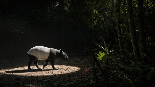 Tapir entrant dans un demi-cercle de lumi&egrave;re douce