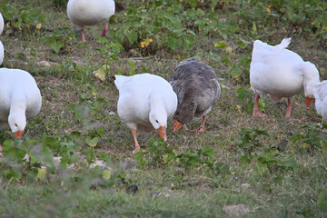 A flock of white domestic geese grazing on grass. © omurbey