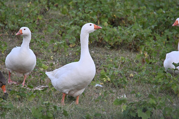 A flock of white domestic geese on grass © omurbey