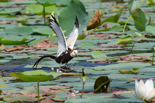 Pheasant Tailed Jacana Bird Landing on Lily Pads in Pond