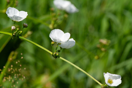 White wildflowers blooming on green stems in meadow