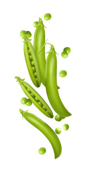 Many big fresh pea pods set levitate composition isolated on transparent background. Whole pods, half open, many small seeds PNG . Cut out vegetable. Bright food element for canned product packaging