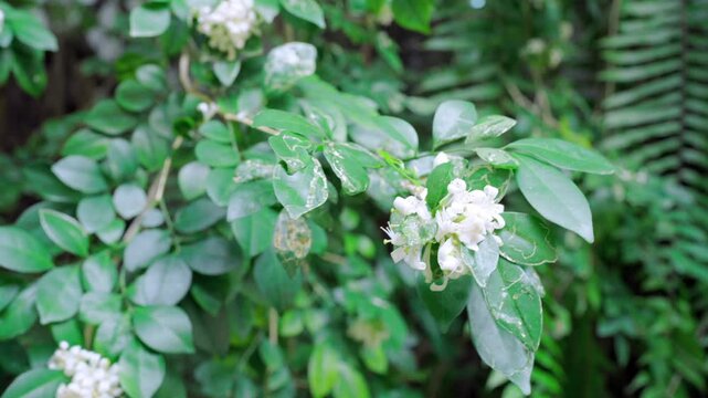 cluster of white flowers on tree branch