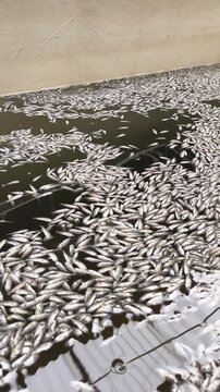 Dead Asian seabass (barramundi) floating on the water surface in an aquaculture farming tank, illustrating fish mortality during intensive fish production. The footage is suitable for aquaculture