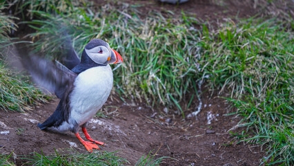 Obraz premium An Atlantic puffin stands on a grassy cliff with open wings in Borgarfjordur Eystri, Iceland.