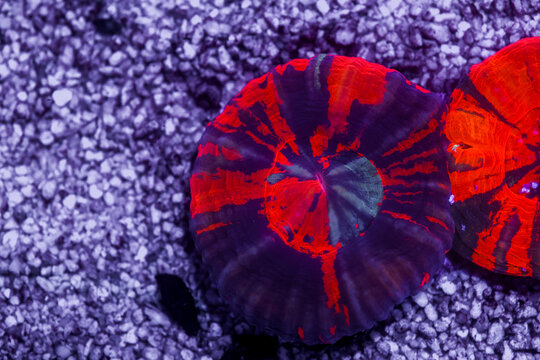Vibrant Warpaint Scolymia Coral Showing Striking Red and Purple Radial Patterns in Reef Aquarium