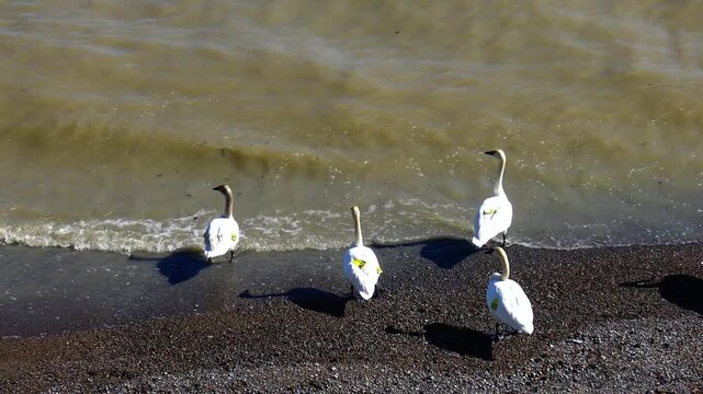 Swans, likely Tundra Swans (Cygnus columbianus) or Whooper Swans (Cygnus cygnus), distinguished by the yellow markings on their bills.