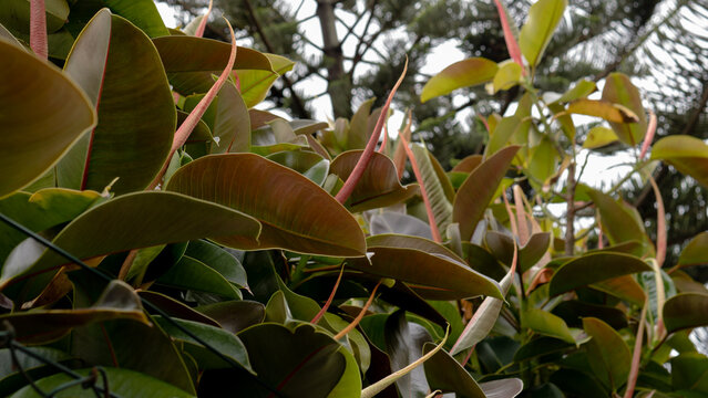 Ficus elastica Outdoor Foliage &mdash; Rubber Plant Large Glossy Leaves with Red Petioles, Tropical Garden Tree, Portugal