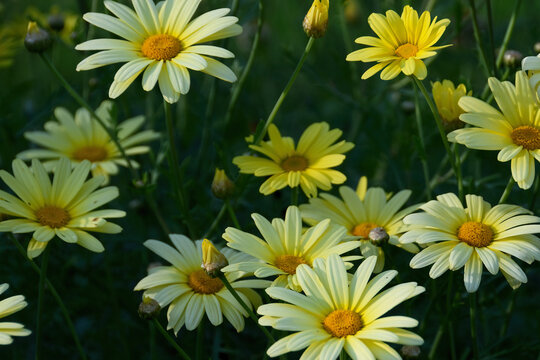 Yellow daisies in a sunny, evening, peaceful garden setting