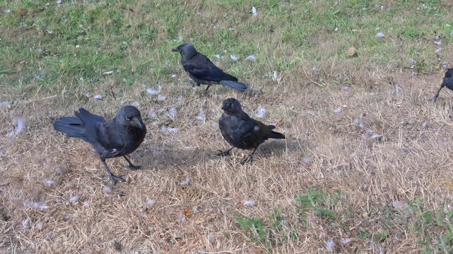 Jackdaw (Corvus monedula) adult (L) and juvenile arguing about food. August, Kent, UK [Half speed]