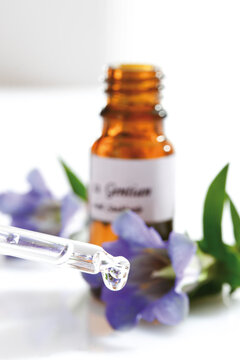 Bottle with Bach Flower Stock Remedy, Gentian (Gentiana)