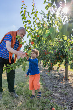 Grandfather and grandson pick apricots in the sunny orchard