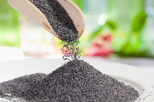 Blue poppy seeds pouring from wooden scoop, close up