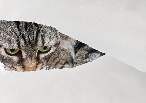 A grey tabby cat looking through a tear in the paper. Torn white paper background with space for text