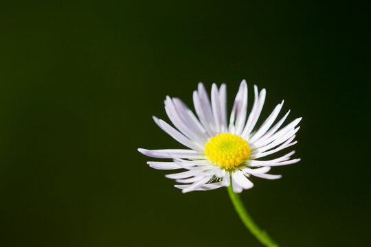 Germany, Close up of german chamomile