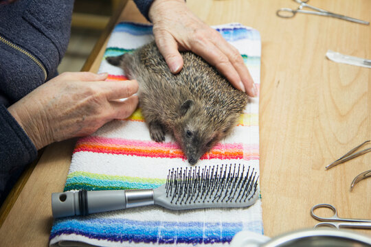 Woman's hands holding hedgehog