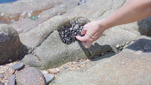 Woman's hand touching a wild mussel colony on a rock at the beach