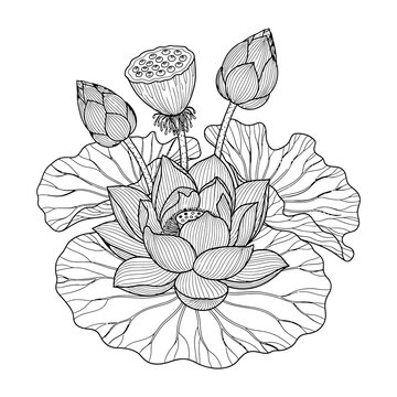 Lotus Flower with Buds and Seed Pod Line Art Vector, Water Lily Leaves Botanical Sketch, Zen Tattoo Illustration