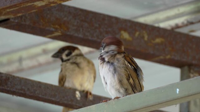 Two sparrows preening its feathers perched on a metal beam.