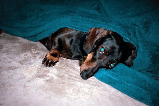 A cute black dachshund rests under a teal blanket indoors