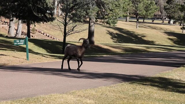 Bighorn sheep ewe crossing the road.