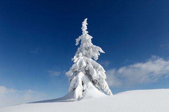 Austria, Styria, View of snow covered firs on Gasslhohe mountain
