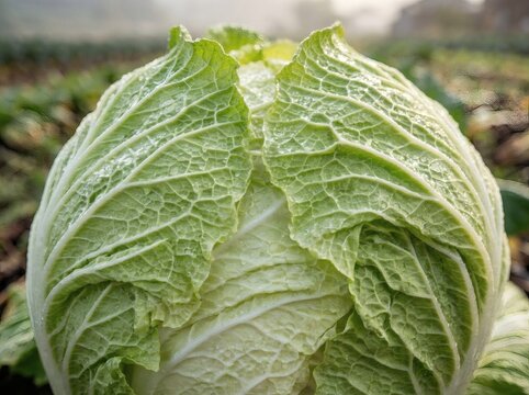 Green Cabbage Vegetable Growing Farm Agriculture Harvest Nature