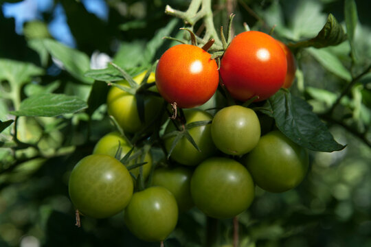 Germany, Tomatoes growing on tomato plant