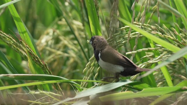 A finch eating seeds from green rice plants.