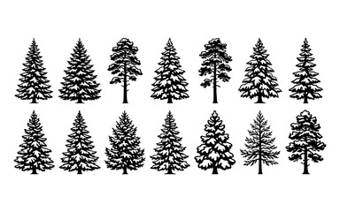 Fototapeta premium Set of black silhouette pine trees and evergreen conifers isolated on a white background for design projects