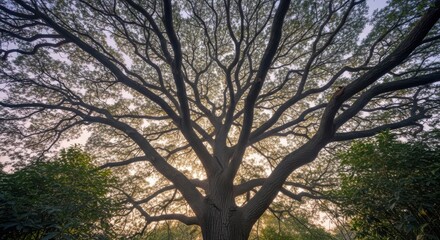 Fototapeta premium Majestic tree canopy branches reach towards the sky at sunset