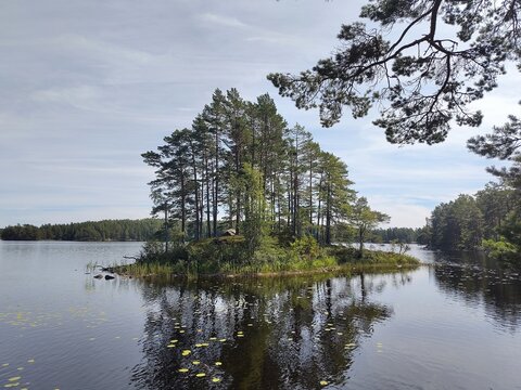 A photo of an island with tall pine trees positioned in the middle of the lake Stora Treh&ouml;rningen on a sunny day. Taken in Tiveden National Park, Sweden. 