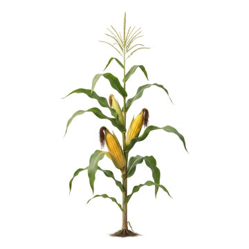 Isolated Corn Plant With Two Ripe Ears of Maize on Transparent Background for Agricultural Use