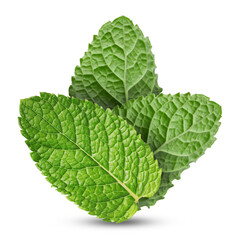 Green mint leaves on white background. Aromatic herb © New Africa