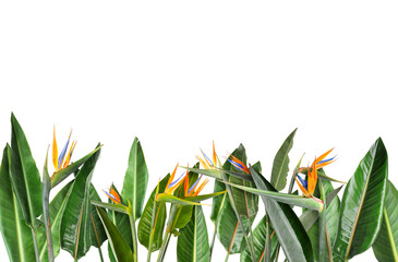 Fototapeta premium Vibrant tropical flowers with green leaves isolated on white. Strelitzia and foliage