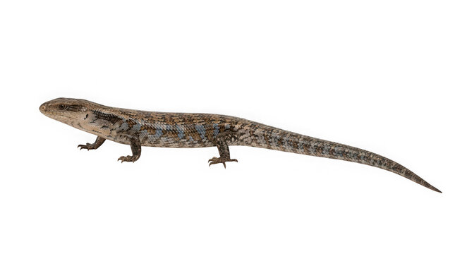 Full body side view of a bluetongued skink lizard isolated on transparent background