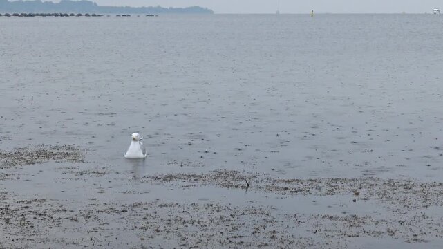 A gull closely resembling either the European herring gull (Larus argentatus) or the Caspian gull (Larus cachinnans).