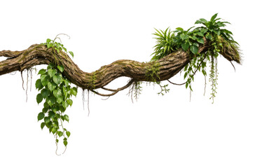 Obraz premium PNG Lush vine on twisted branch