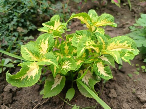 vibrant colors of garden coleus