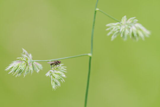 Small black fly on a meadow grass flower.